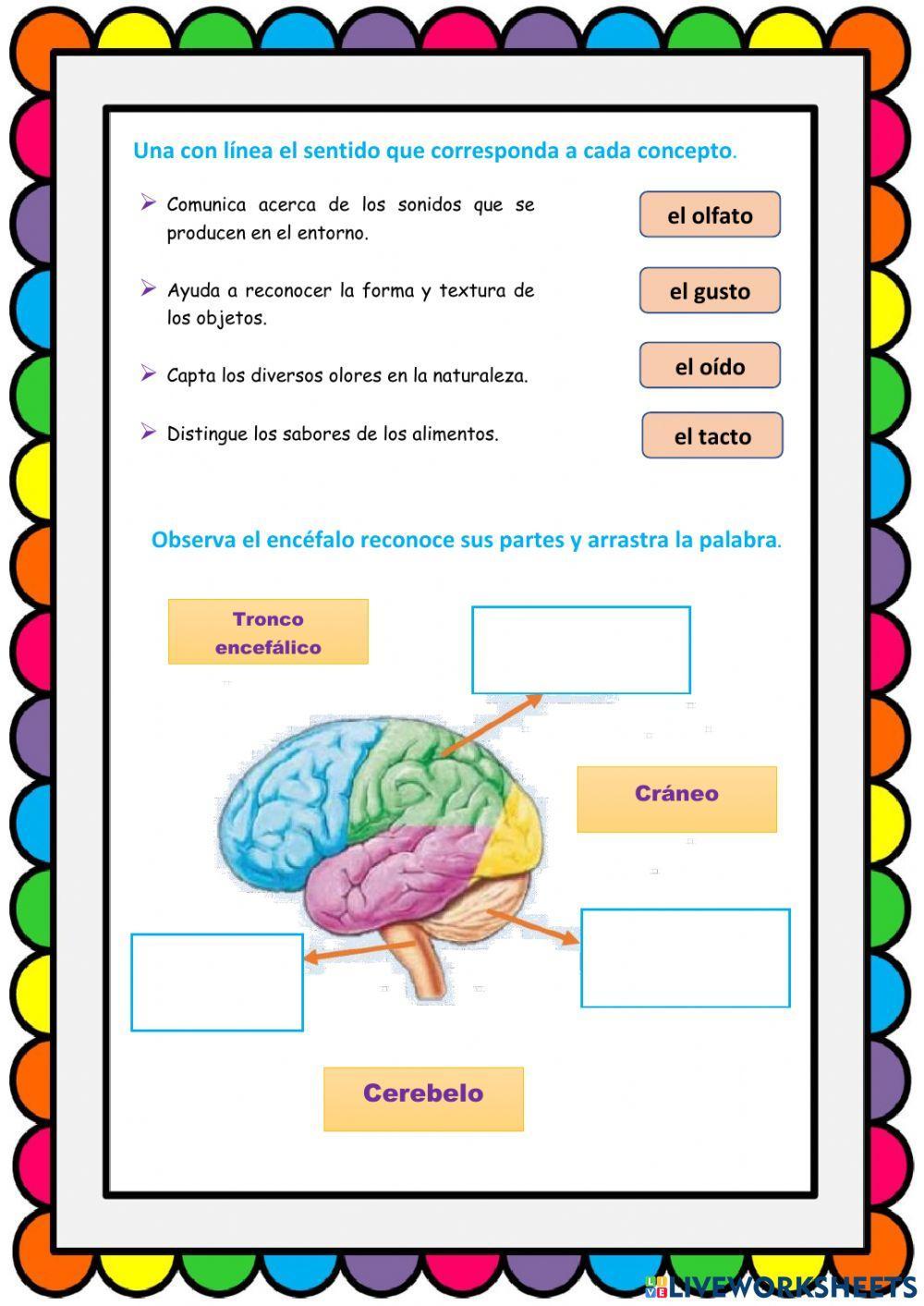 El Sistema Nervioso, partes y funciones