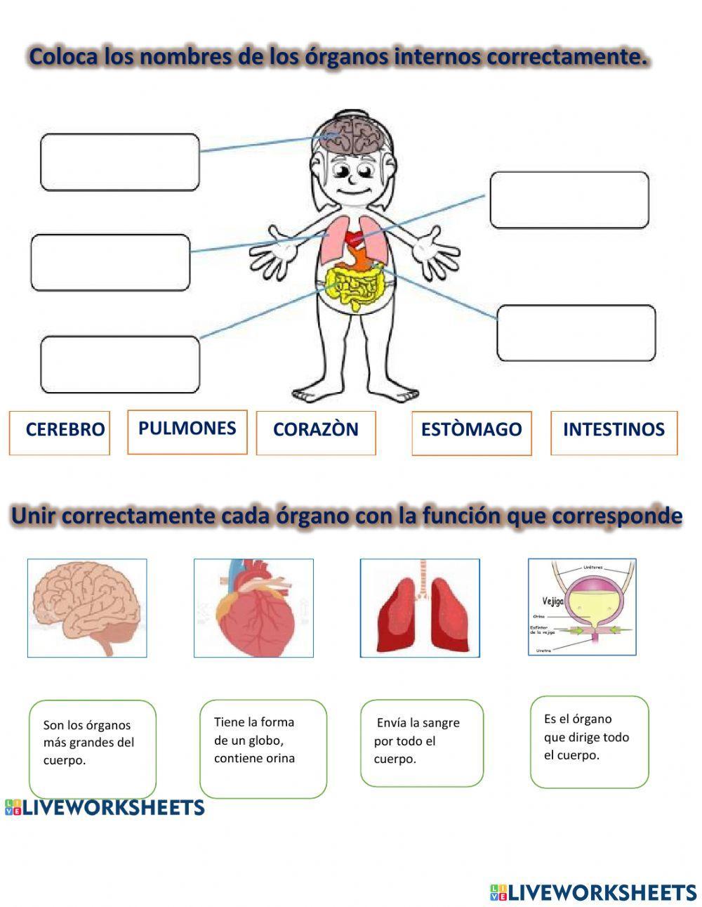 Organos del cuerpo humano