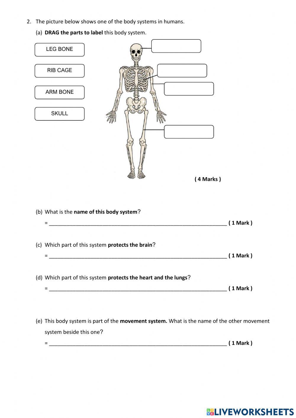 Science - human body systems