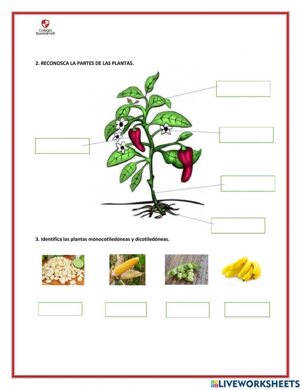 Evaluación 1 parcial