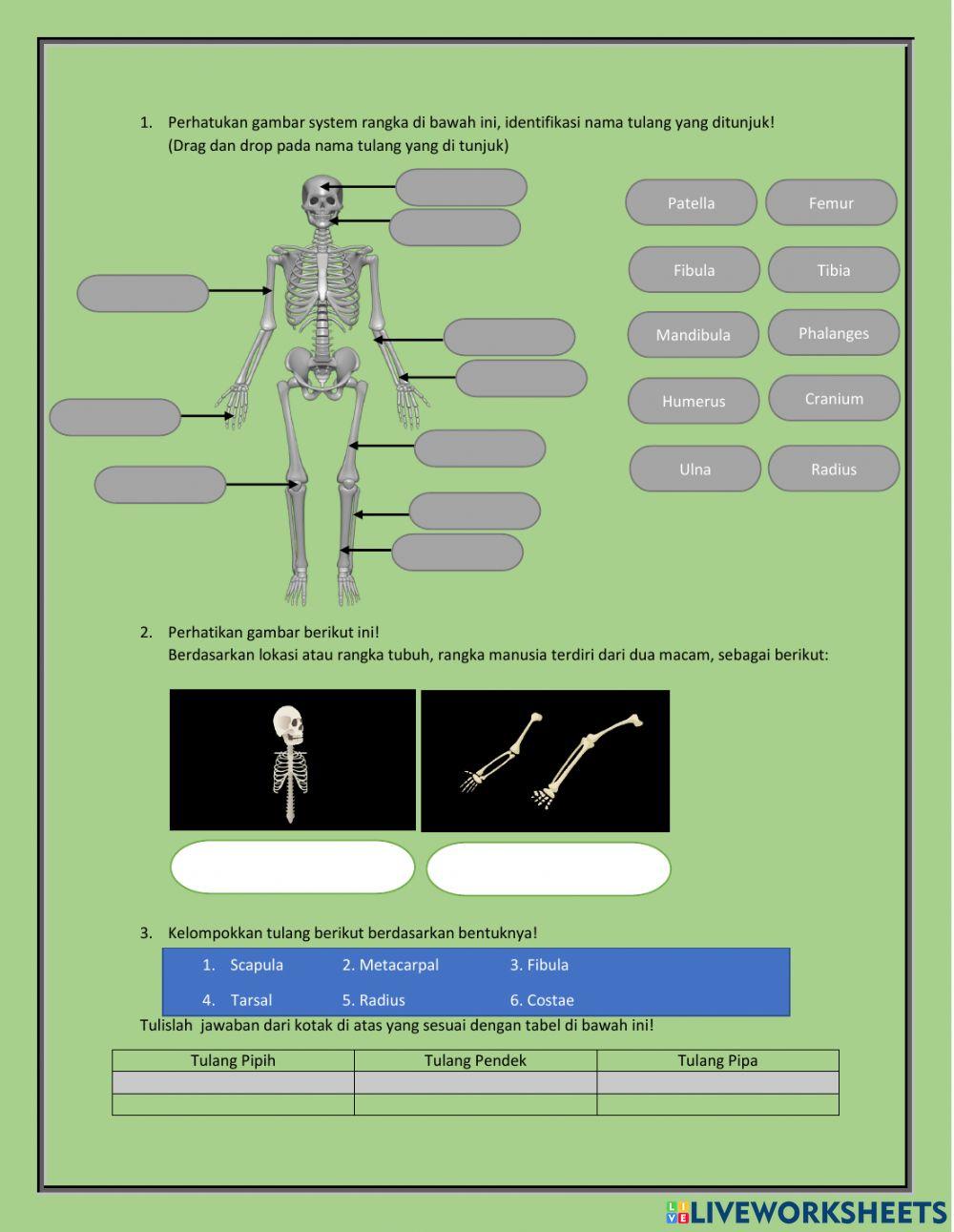 Sistem Gerak (Rangka)