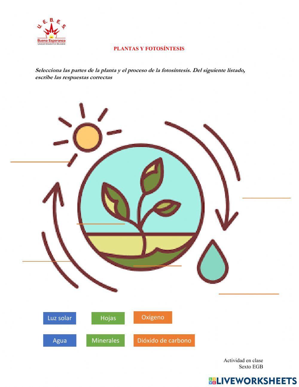 Planta y fotosíntesis