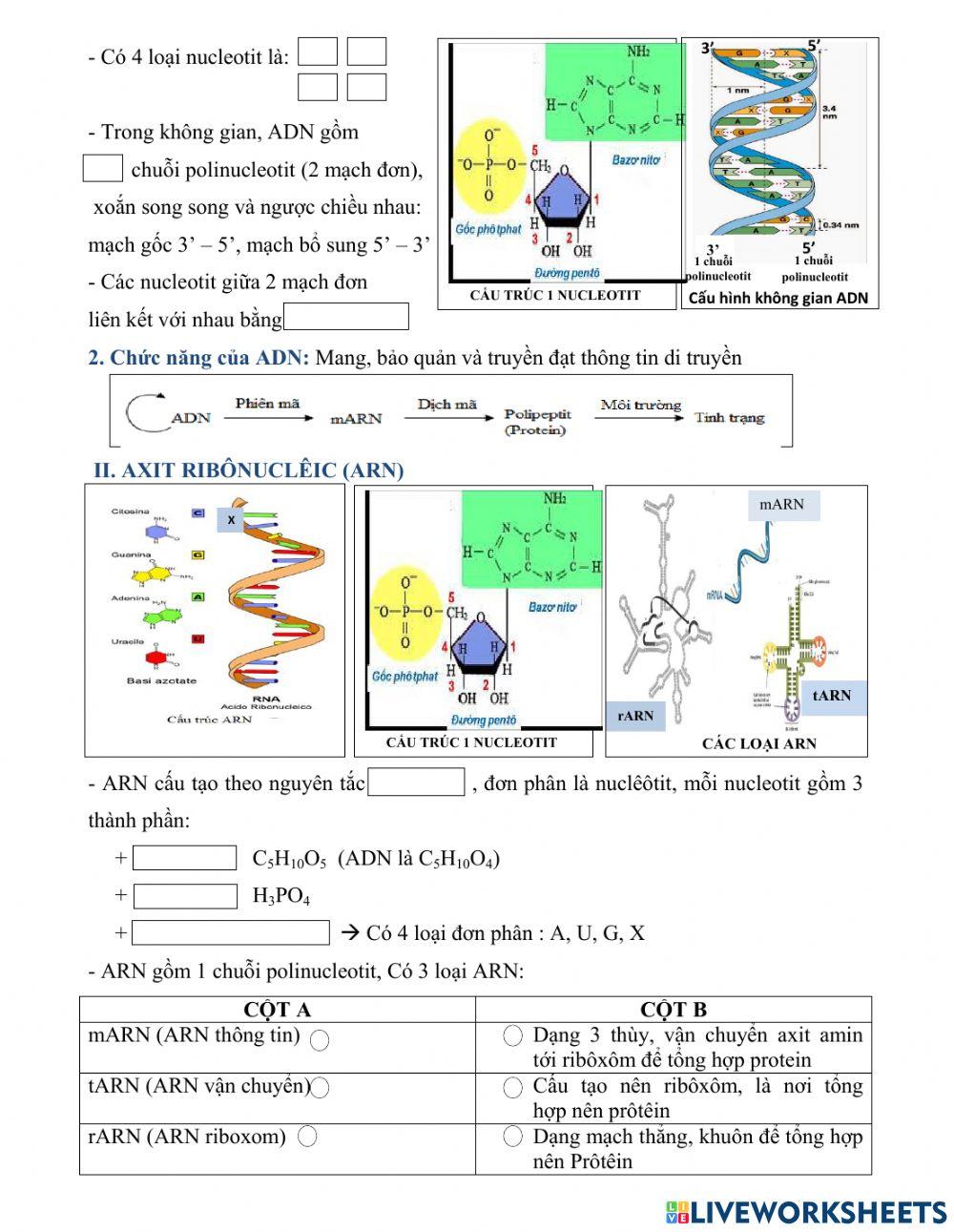 Sinh 10. Bài 6. AXIT NUCLEIC
