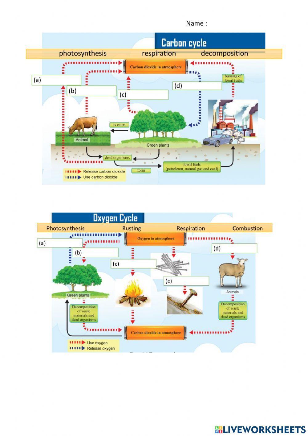 Carbon Cycle Oxygen Cycle