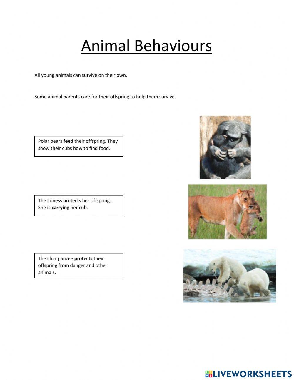 Animal Behaviours