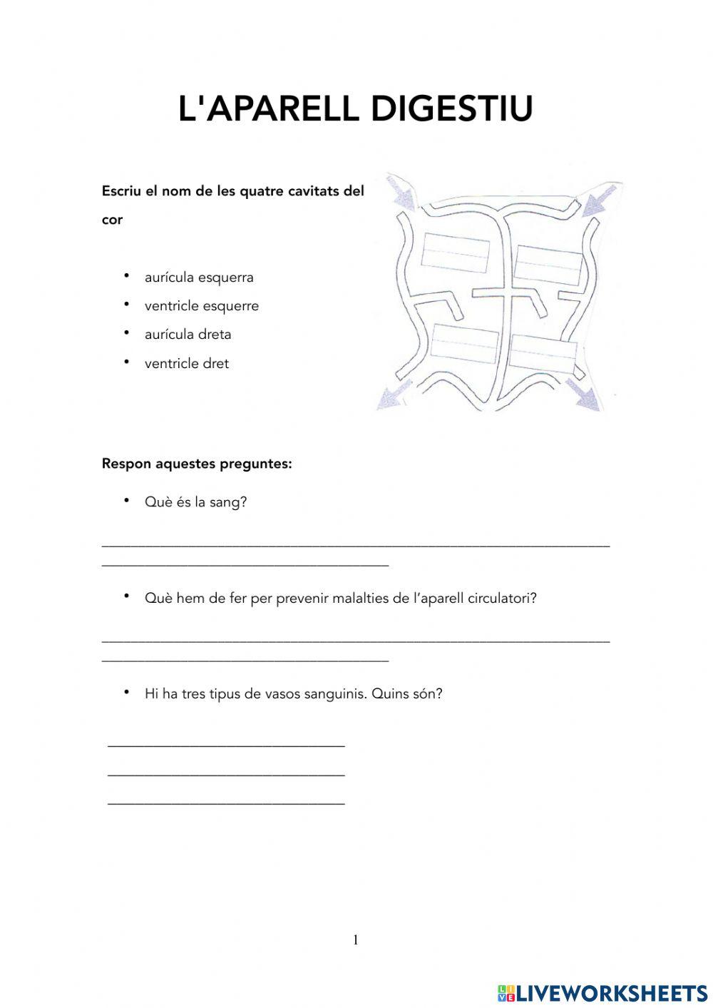 L'aparell circulatori