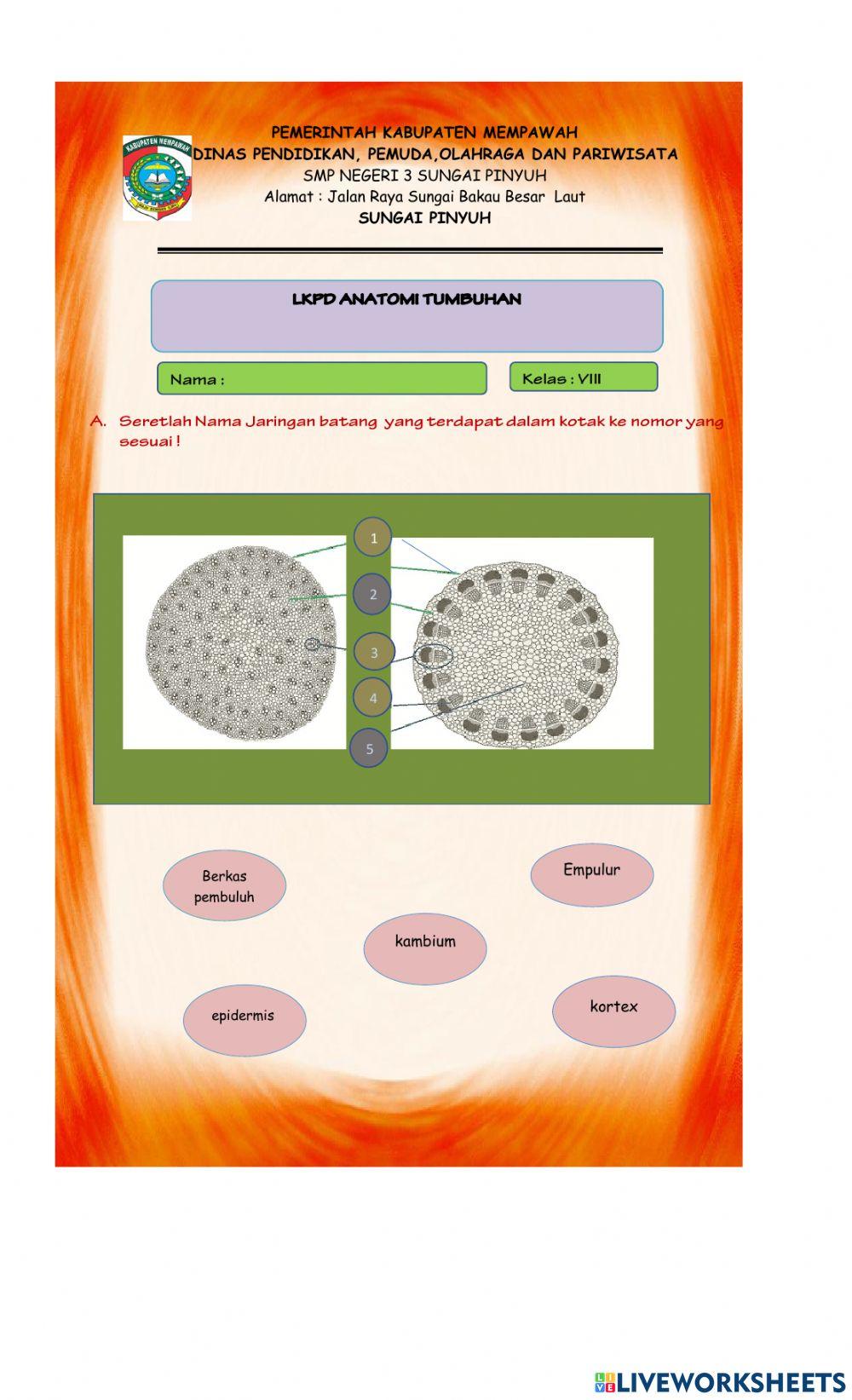 Lkpd anatomi tumbuhan
