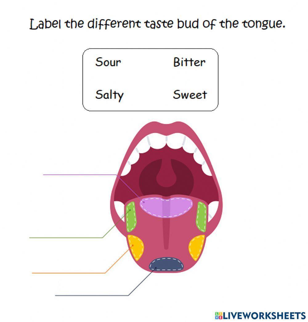 Parts Of The Tongue Worksheet
