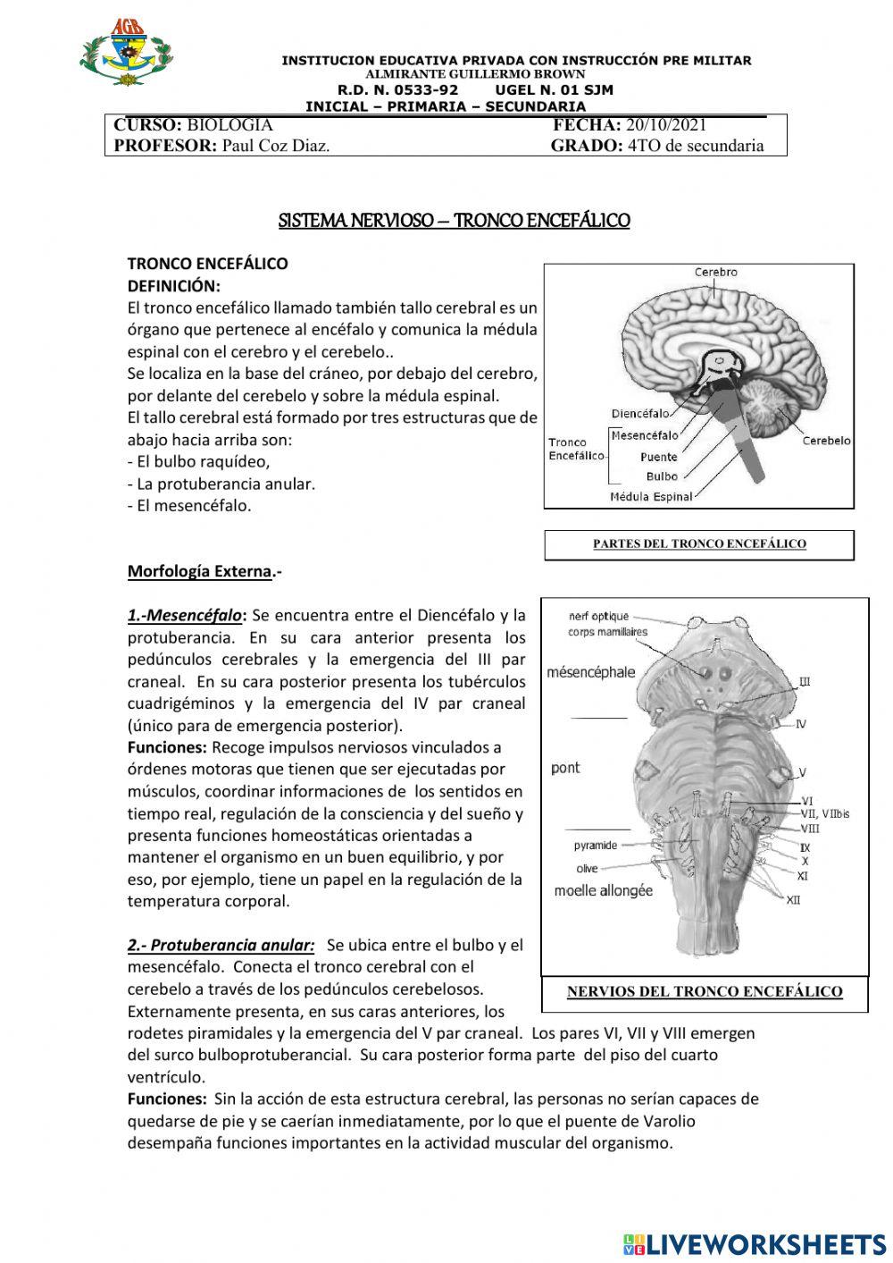 SISTEMA NERVIOSO : TRONCO ENCEFALICO 