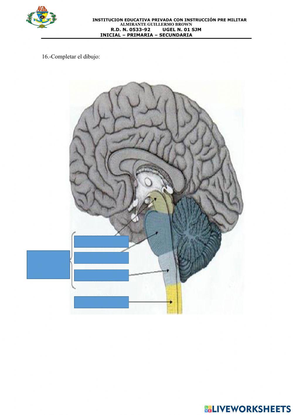 SISTEMA NERVIOSO : TRONCO ENCEFALICO 