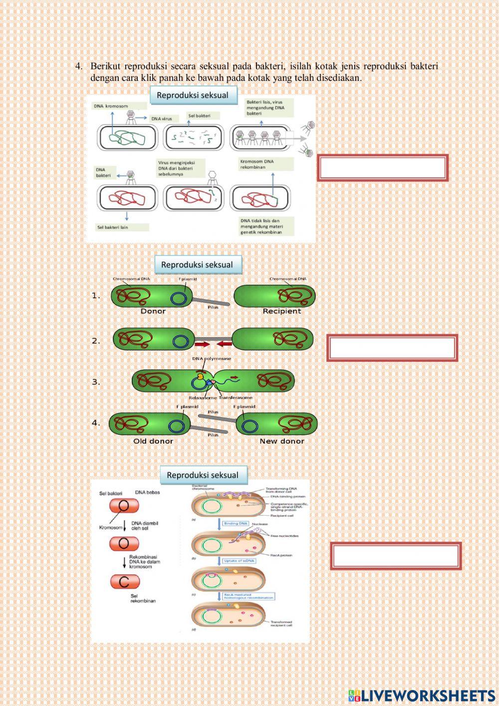 Cara hidup Bkateri .