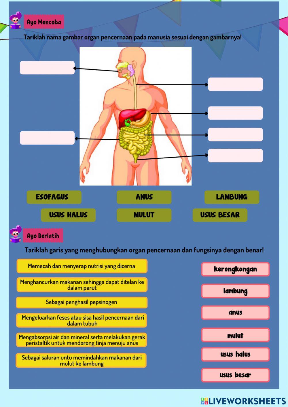 Organ Pencernaan Manusia