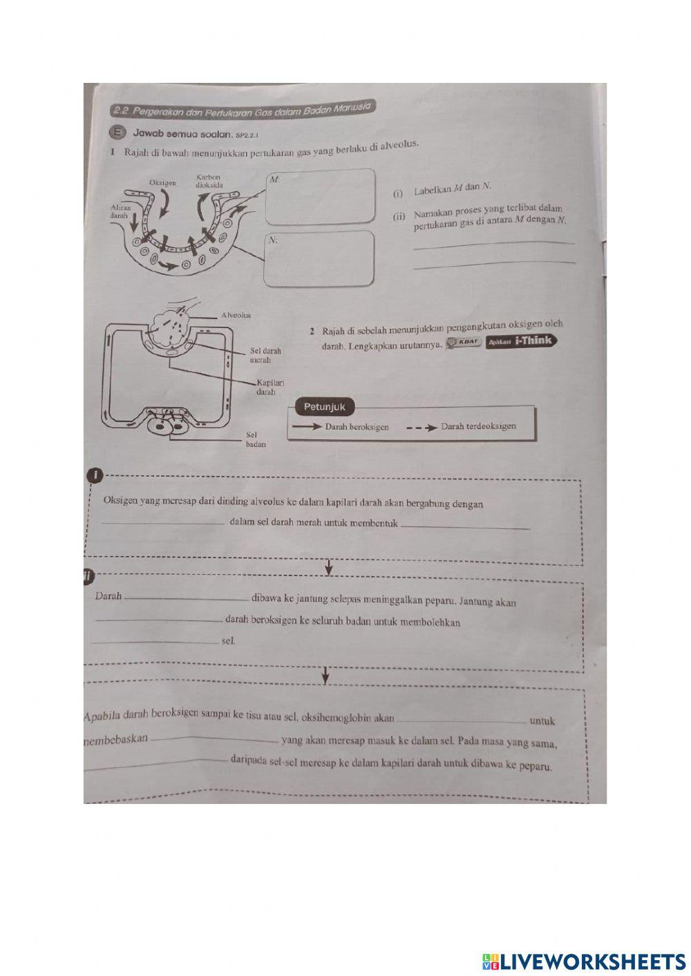 Sains tingkatan 3 : Bab 2 pergerakan dan pertukaran gas dalam badan manusia