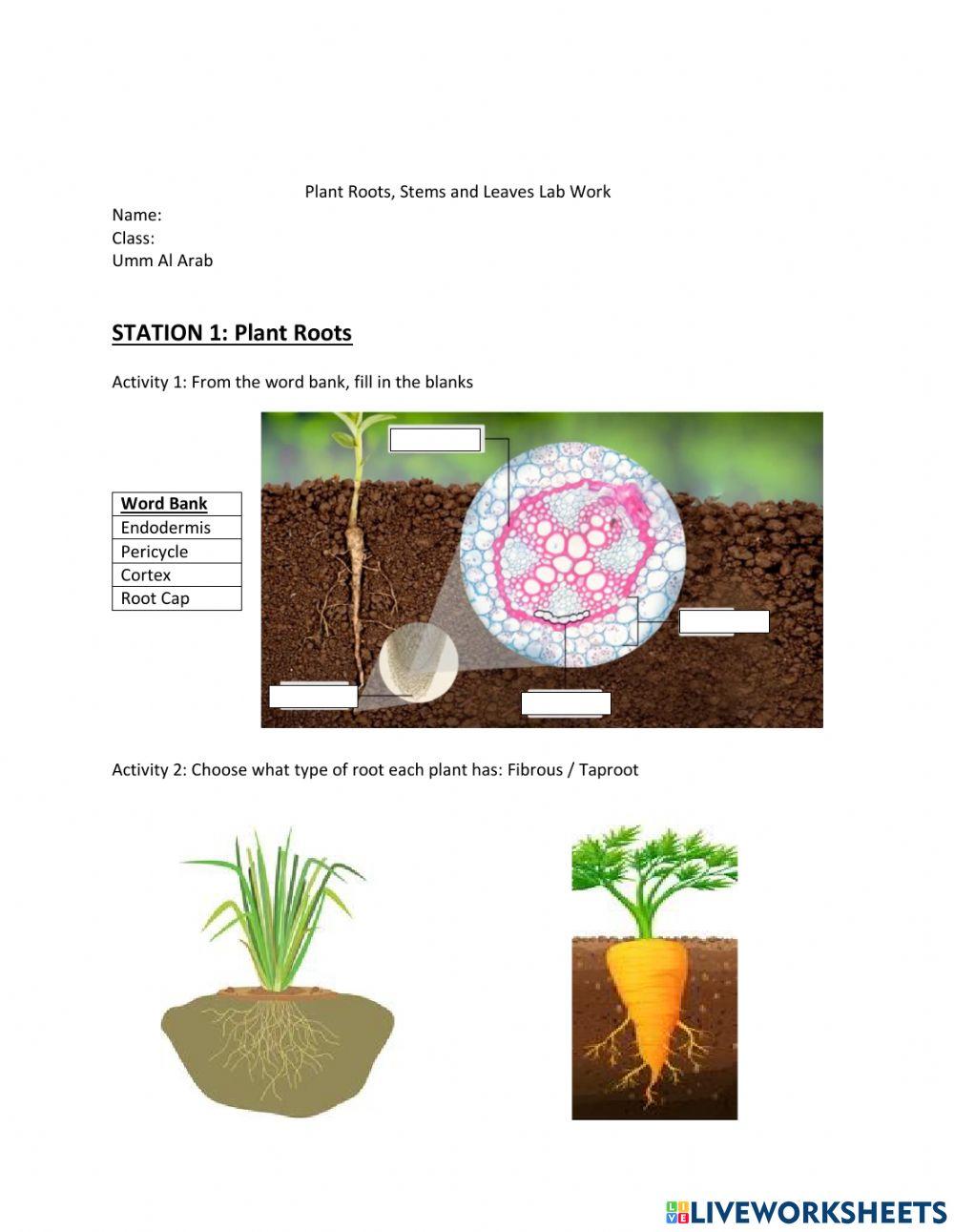 Plants Root, Stems and Leaves