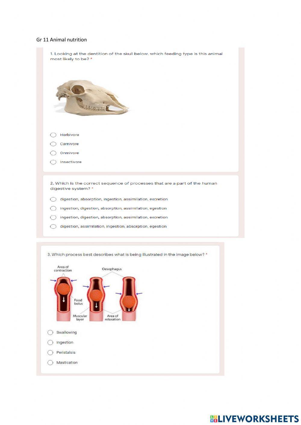 Gr 11 Animal nutrition