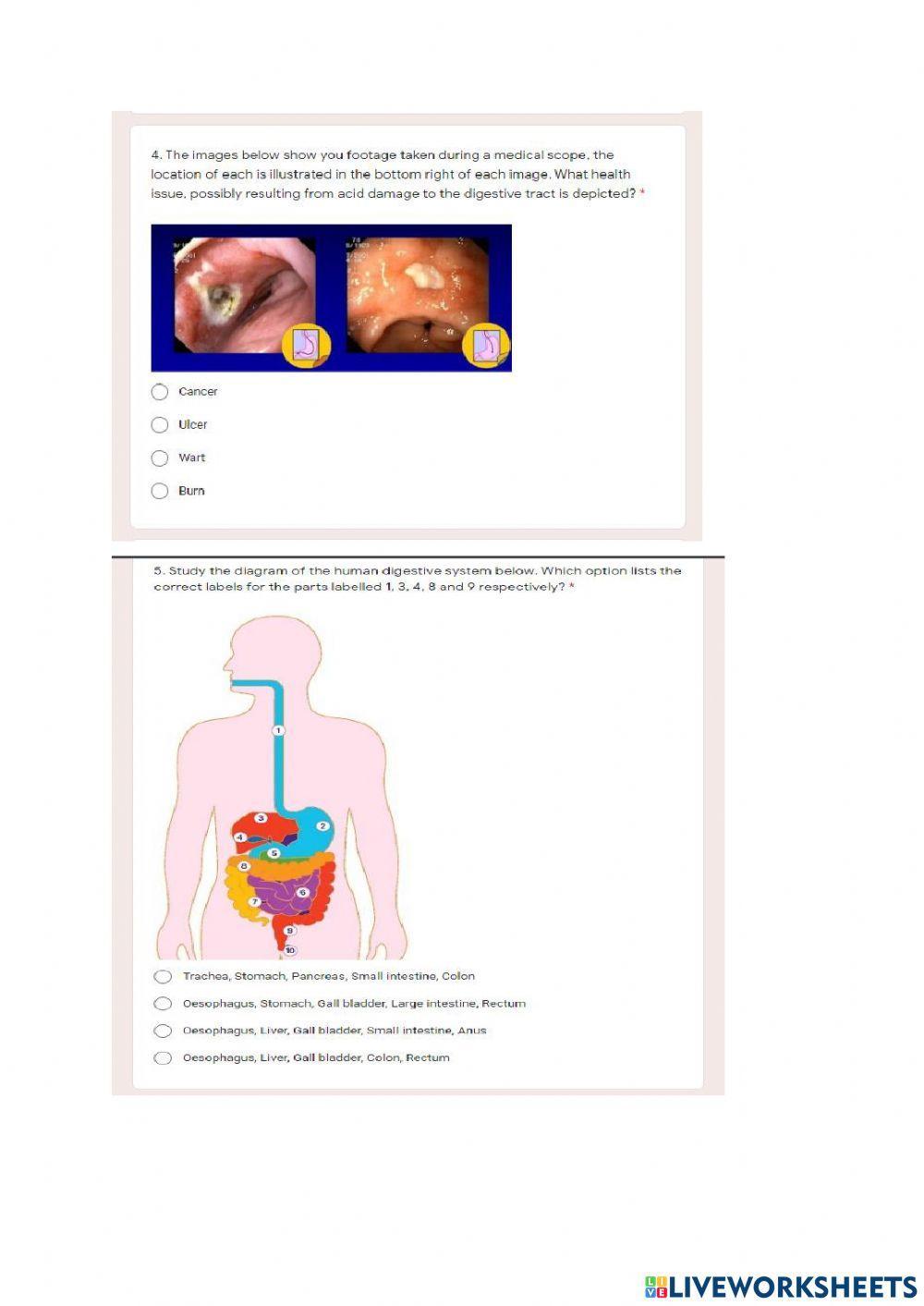 Gr 11 Animal nutrition