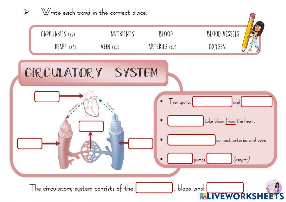 Circulatory system