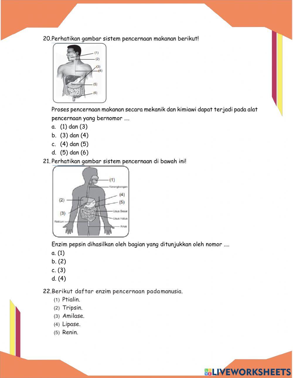 Soal Latihan Sistem Pencernaan