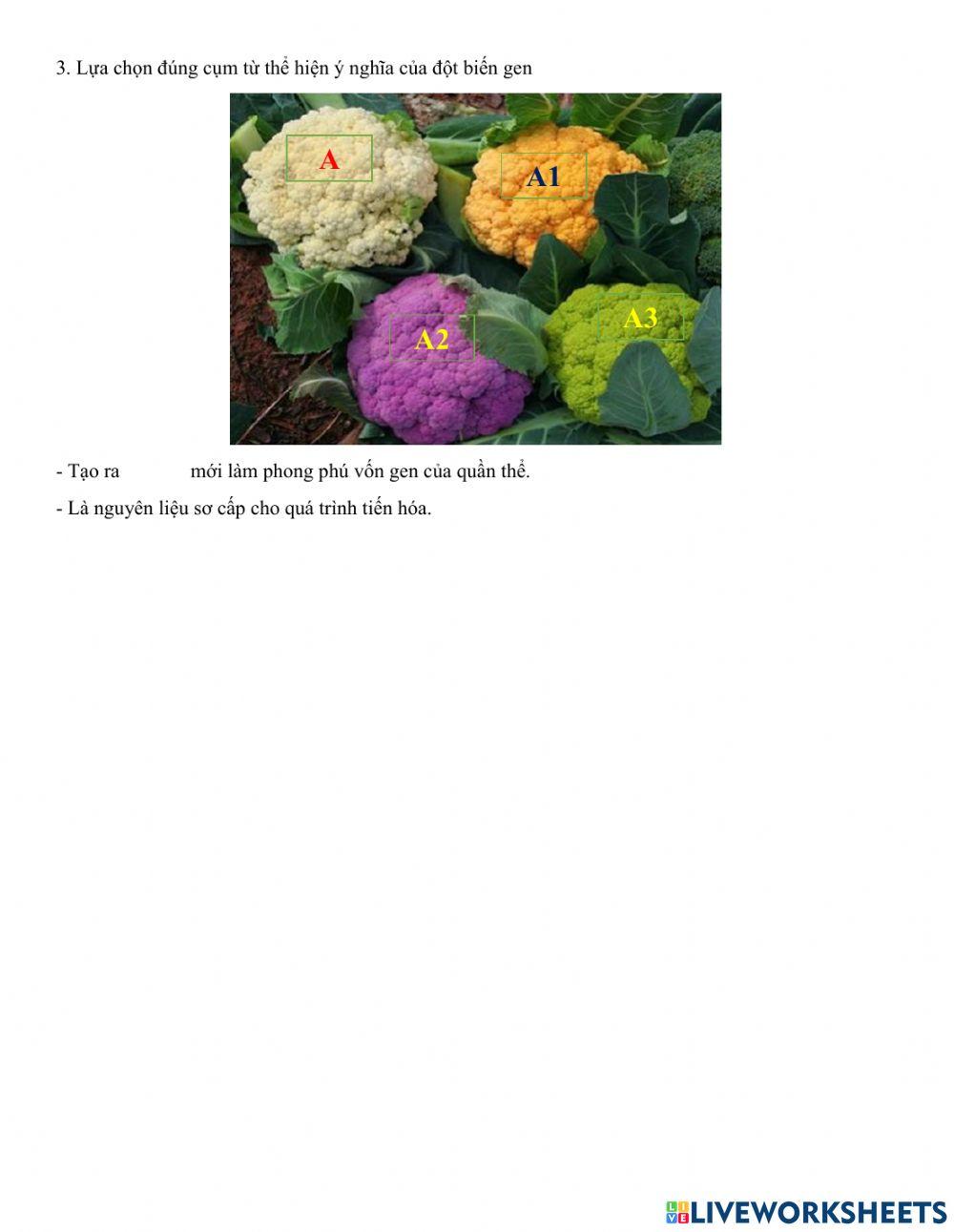 Phiếu học tập bài 4