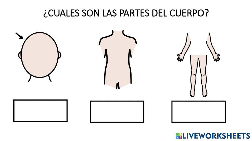 Escribir partes del cuerpo