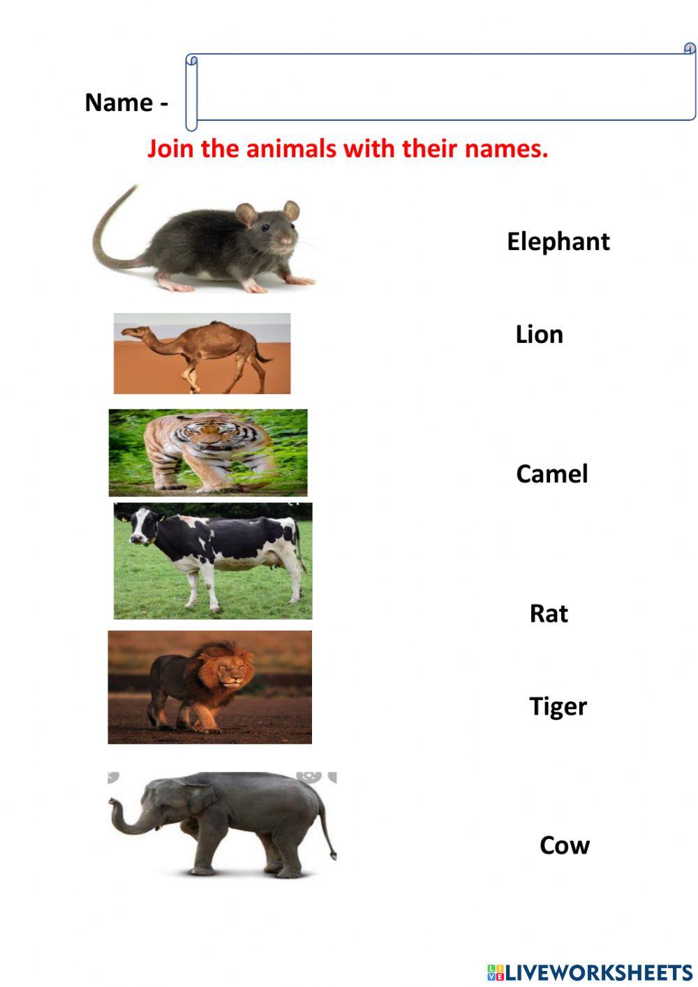 Animals and it's name