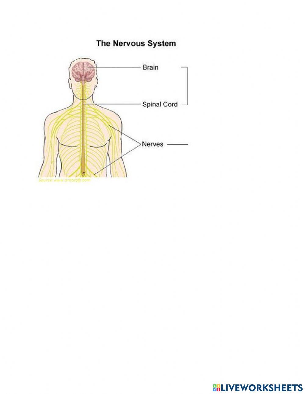 Nervous System Notes worksheet | Live Worksheets