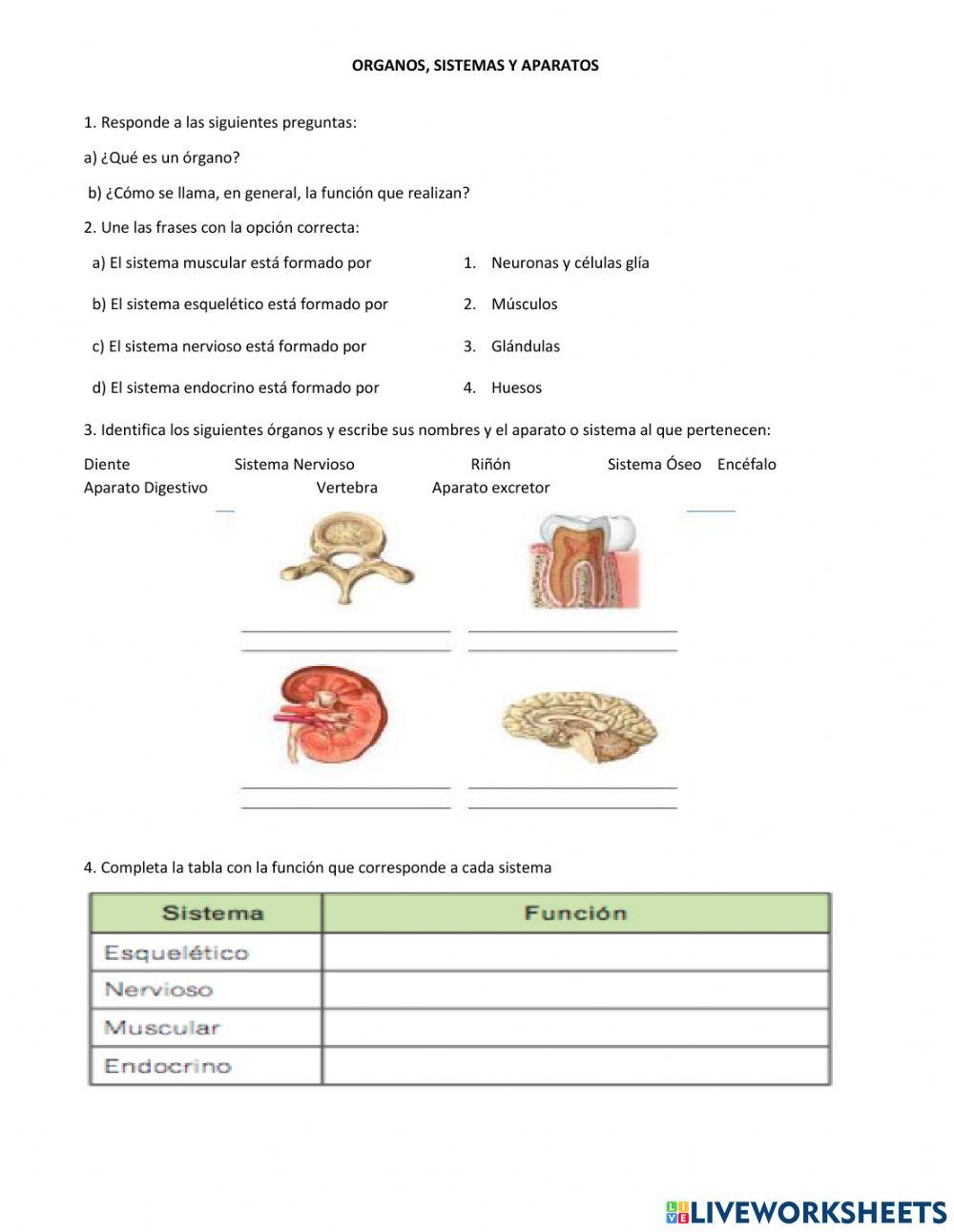 Organos, sistemas y aparatos