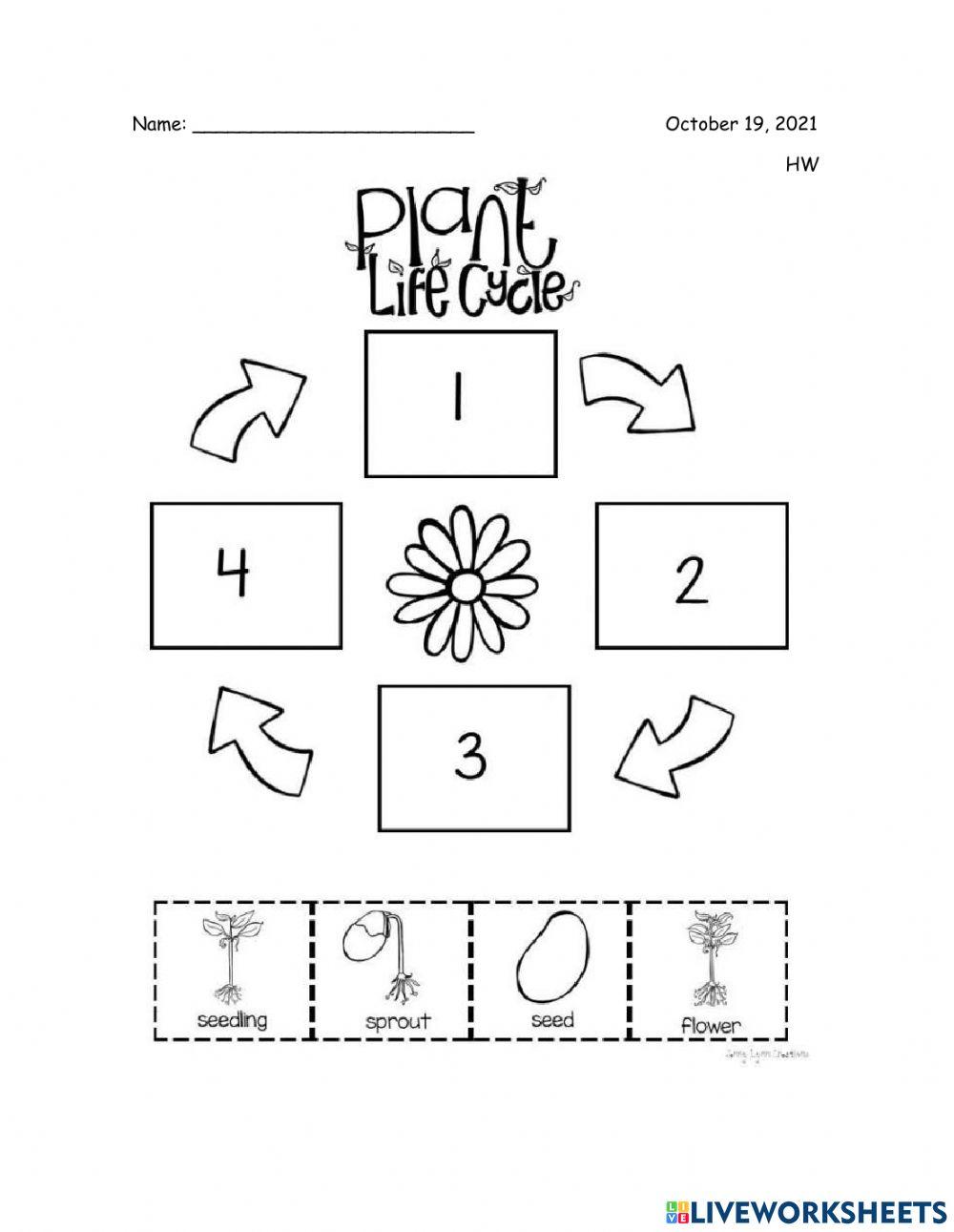 Life cycle of plants