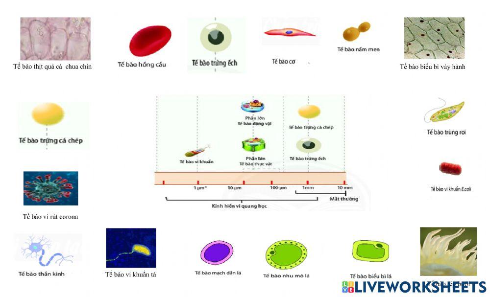 Khtn6 - kích thước tế bào
