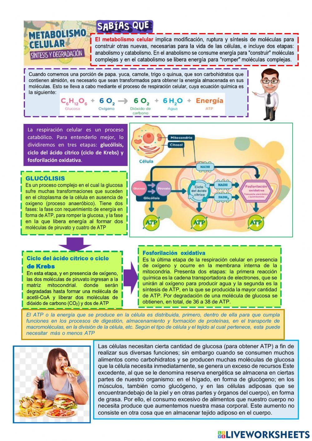 Explicamos cómo las células obtienen energía de lo        alimentos