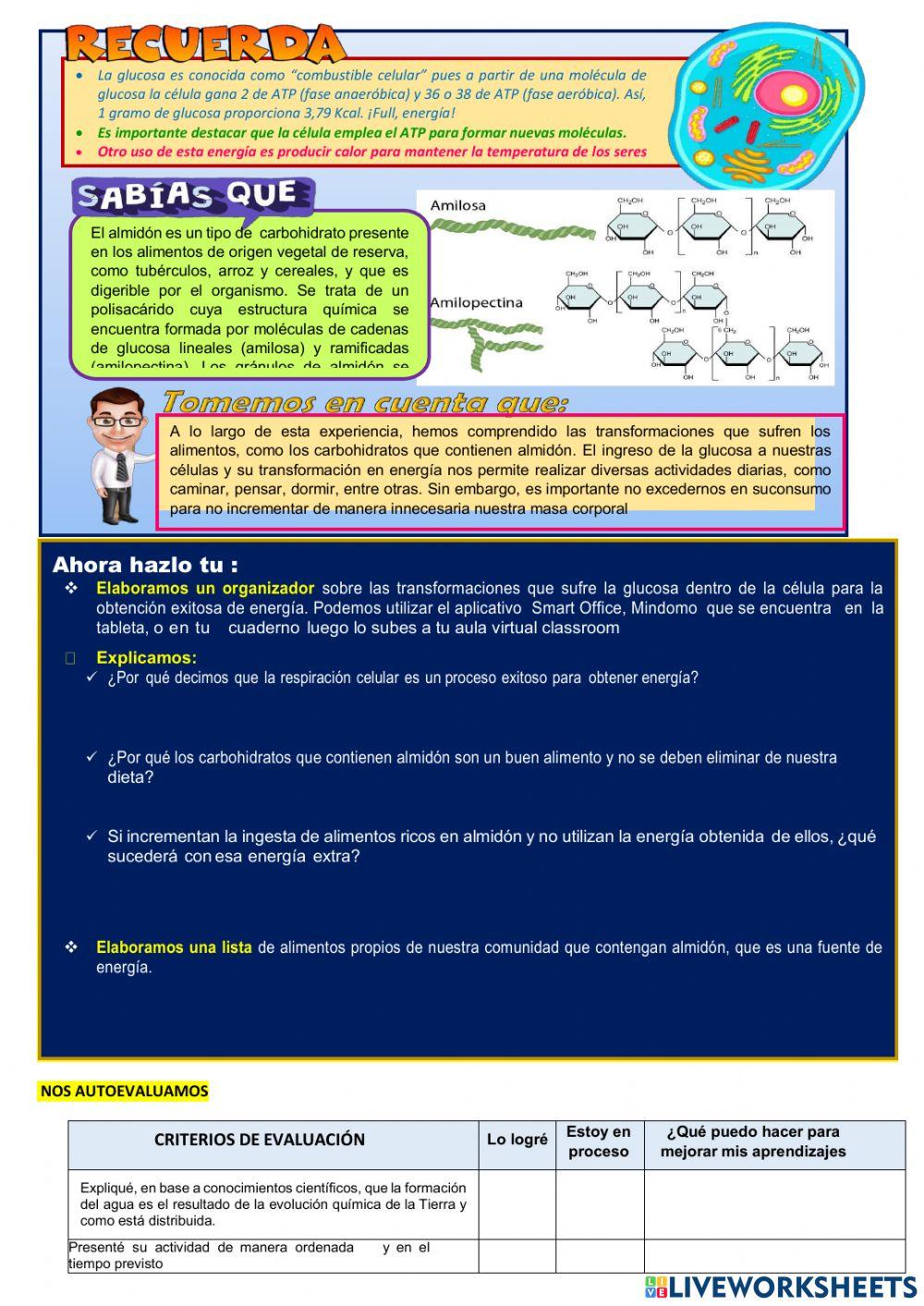 Explicamos cómo las células obtienen energía de lo        alimentos