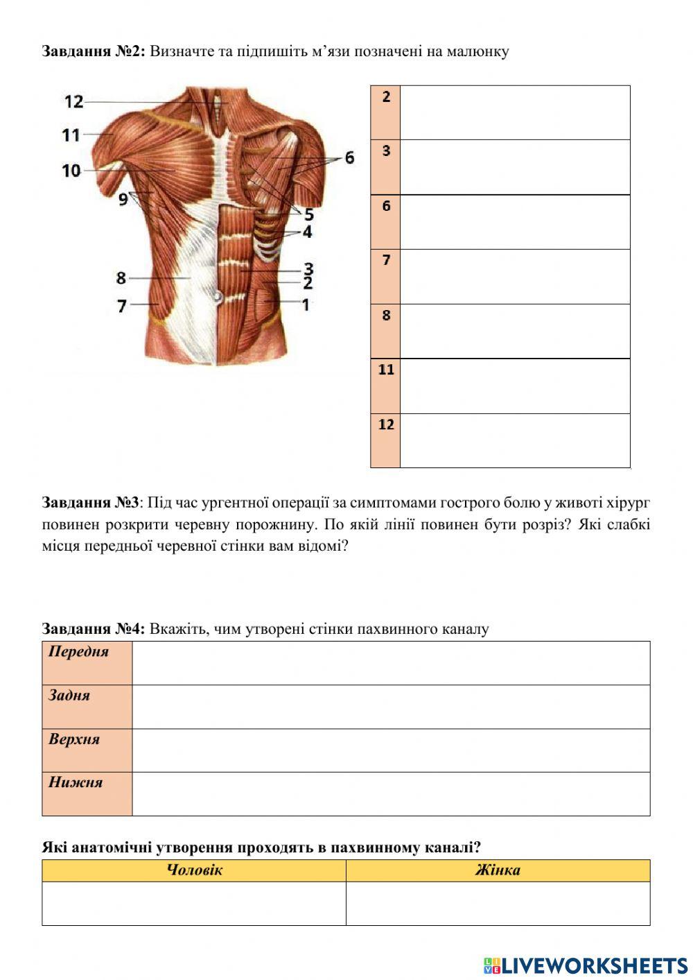 Анатомія м'язів тулуба