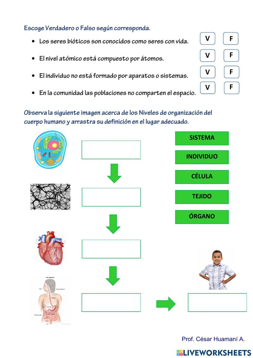 Test de Nivel de organización de los seres vivos