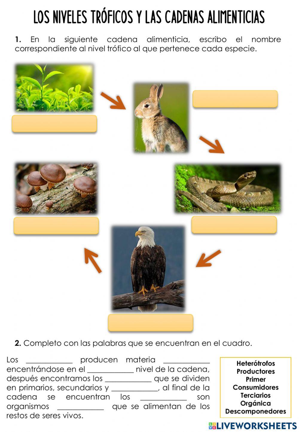 Guía niveles tróficos