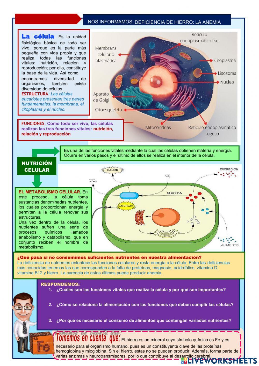 : explicamos por qué se produce la anemia y cómo podemos prevenirla.