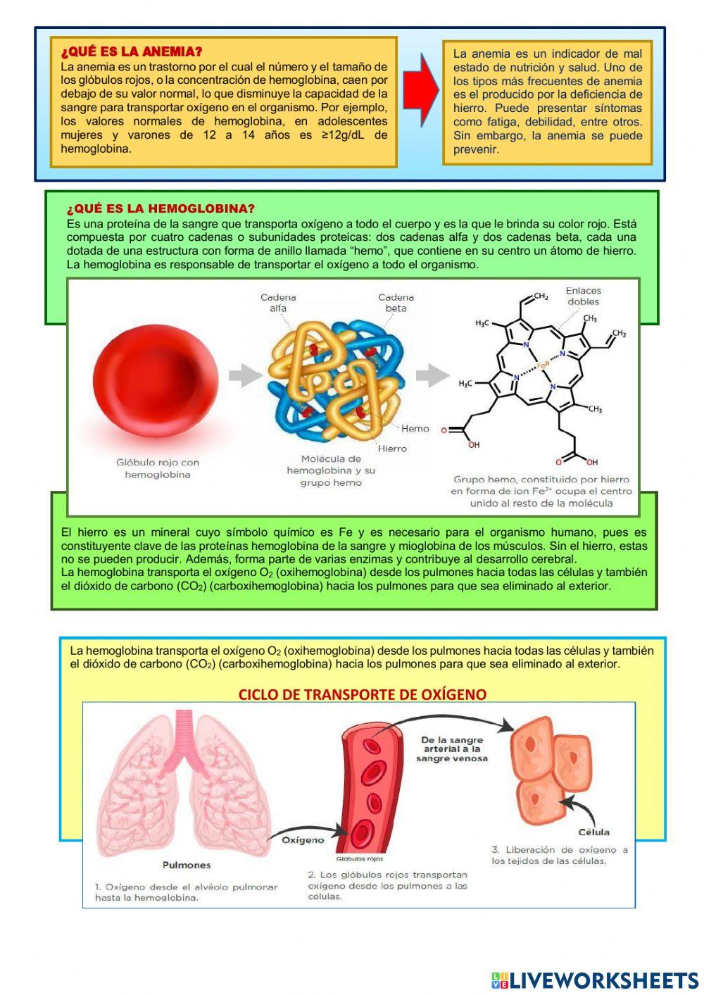 : explicamos por qué se produce la anemia y cómo podemos prevenirla.