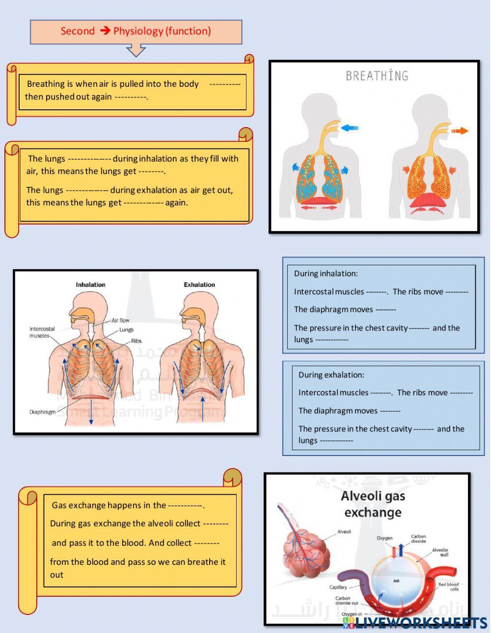 Anatomy and physiology of the respiratory system