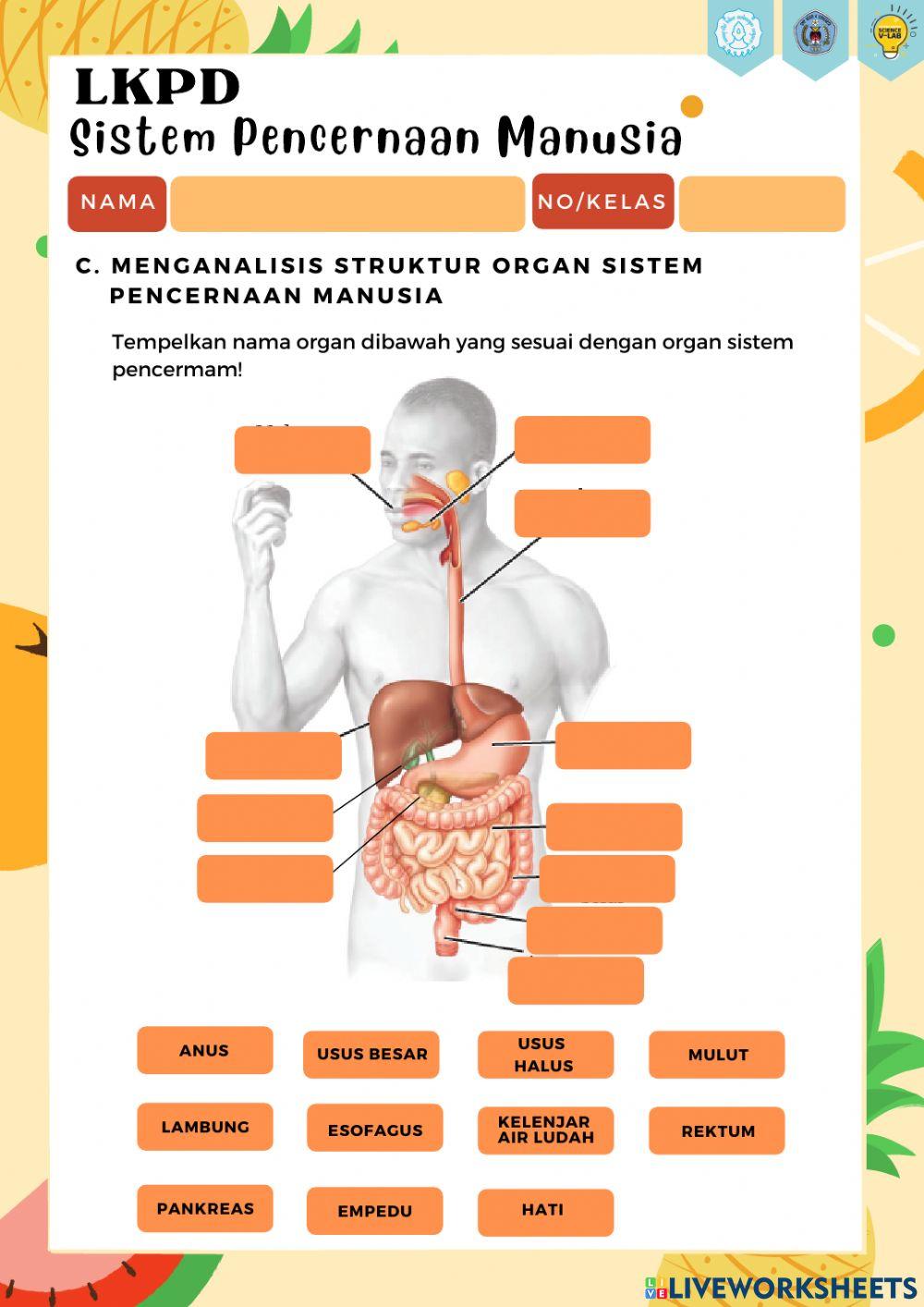 Organ pada Sistem Pencernaan