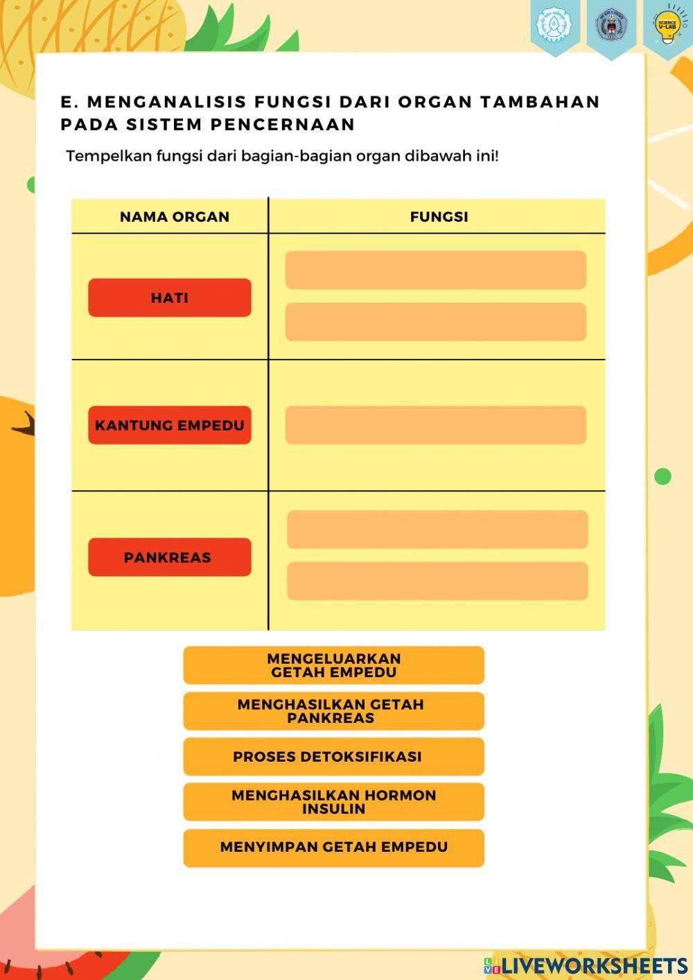 Organ pada Sistem Pencernaan