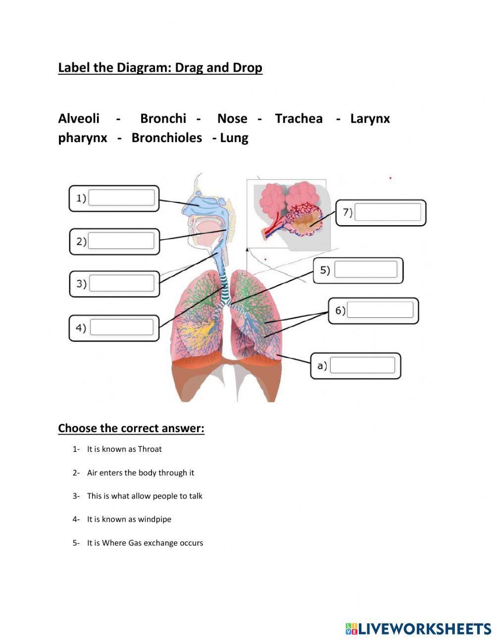 Respiratory system
