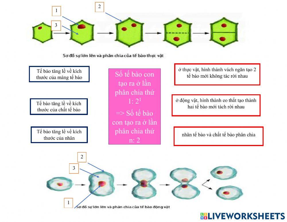 Khtn6 - lớn lên và ss