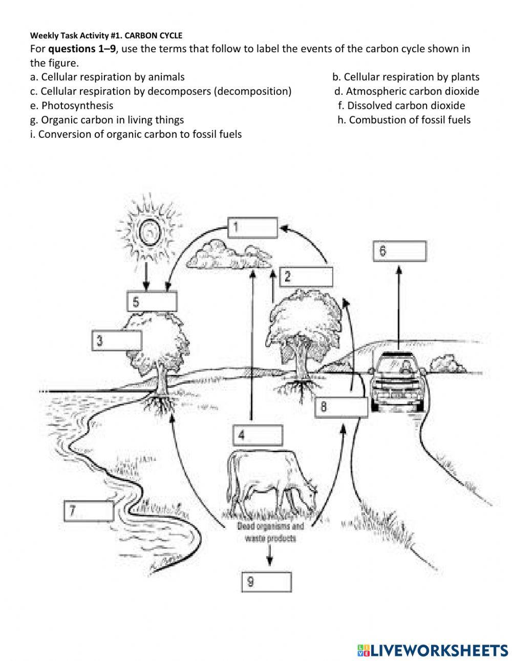 carbon-cycle-online-exercise-for-live-worksheets