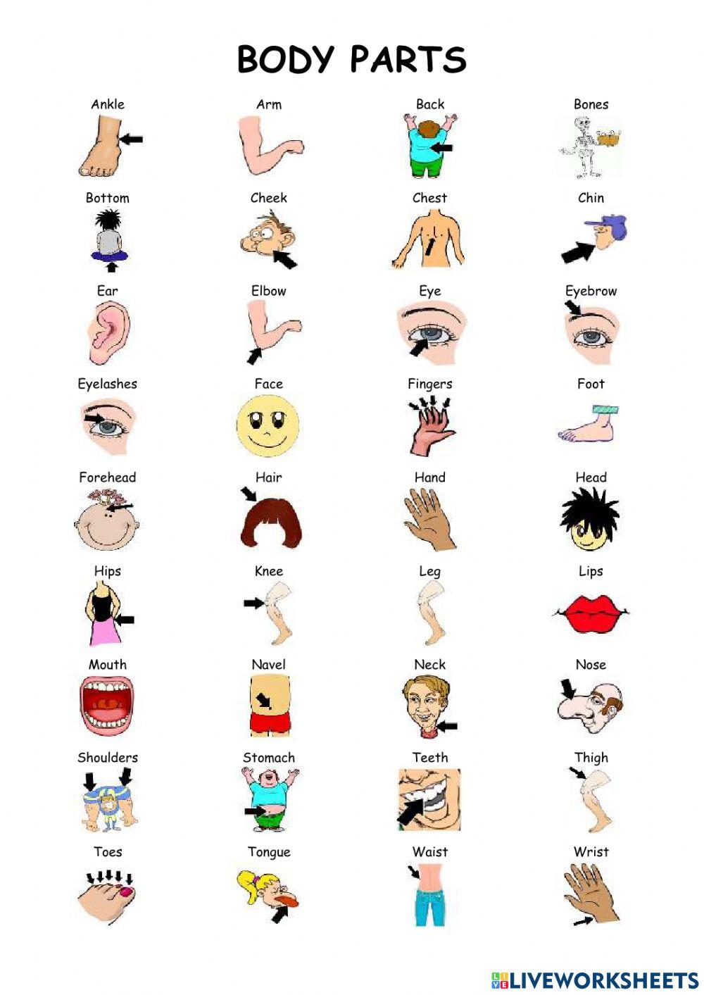 Body Parts