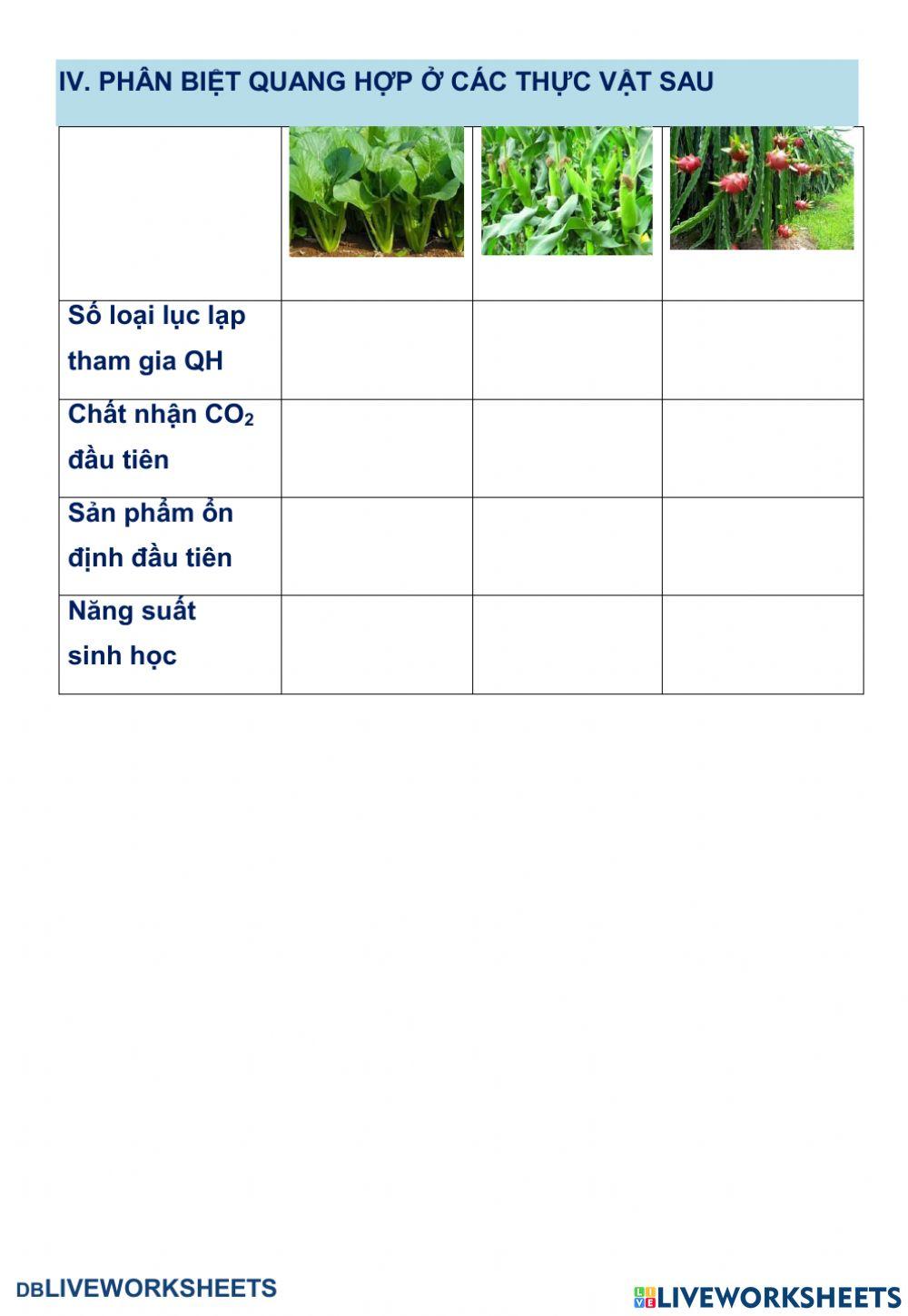 Quang hợp ở Thực vật