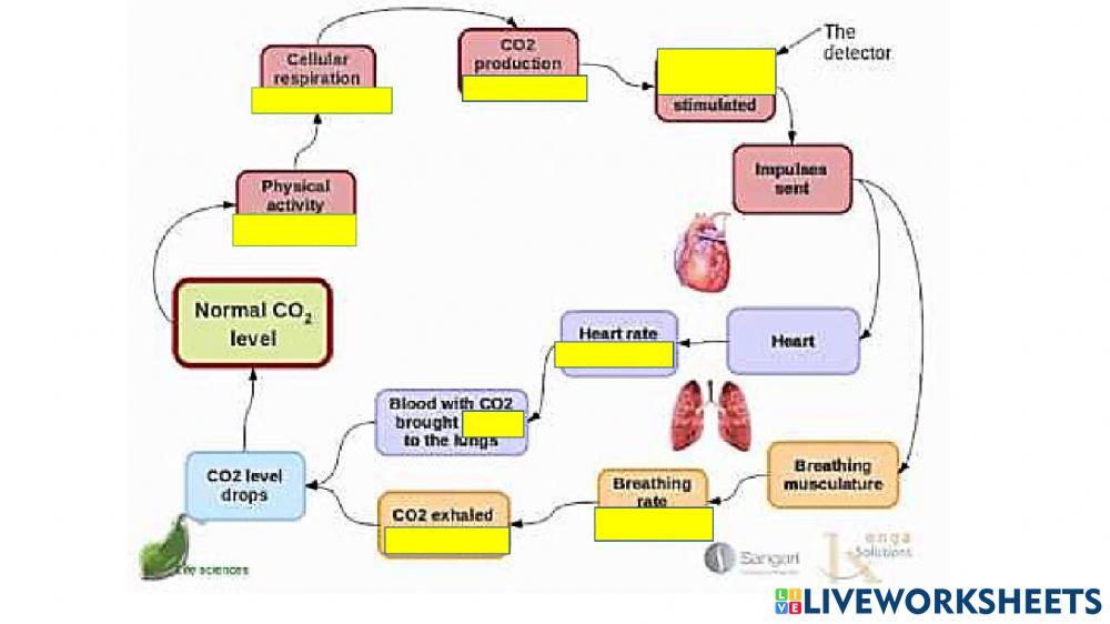 Homeostasis - regulation of carbon dioxide