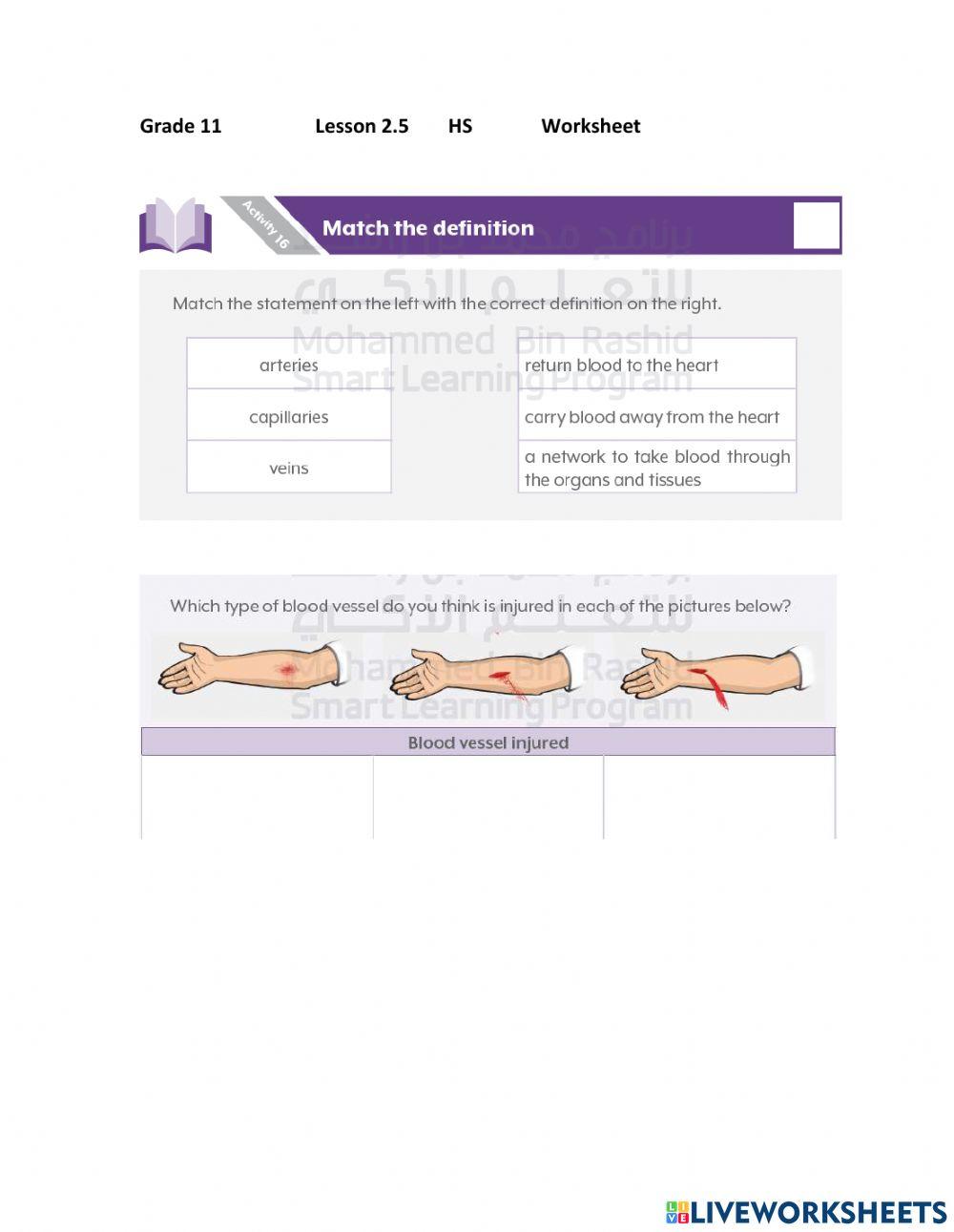 Types of blood vessels