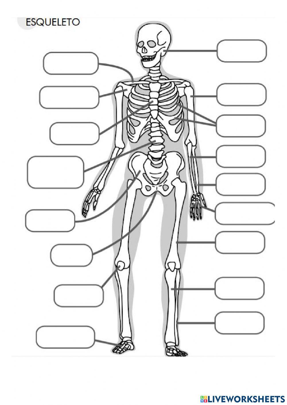 Los huesos free online worksheet | Live Worksheets
