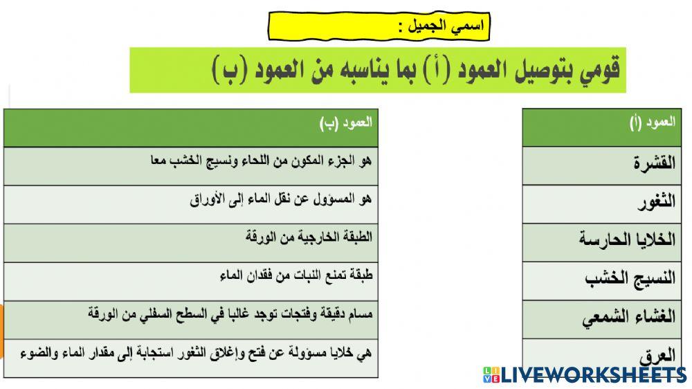 تركيب الورقة
