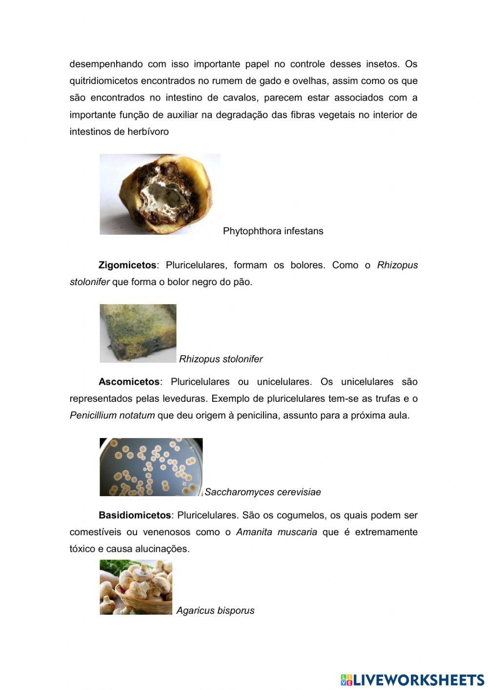 Classificação e modo de vida dos fungos