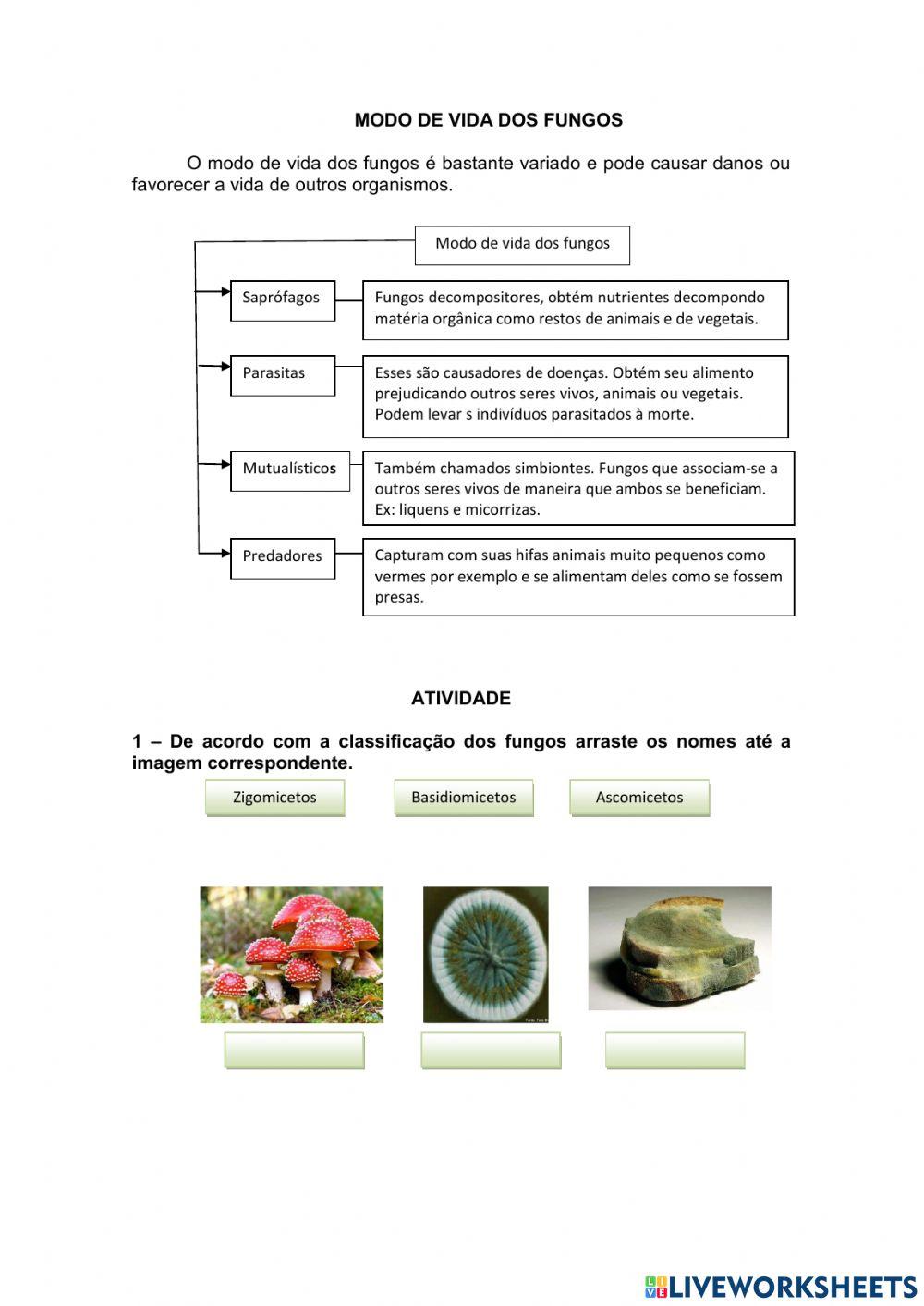 Classificação e modo de vida dos fungos